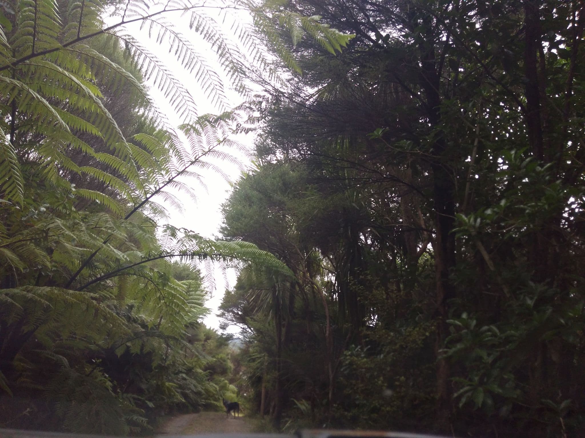 Street view near Nikau Bay Camp, Ngunguru — © ralley (CC BY-SA · Mapillary)