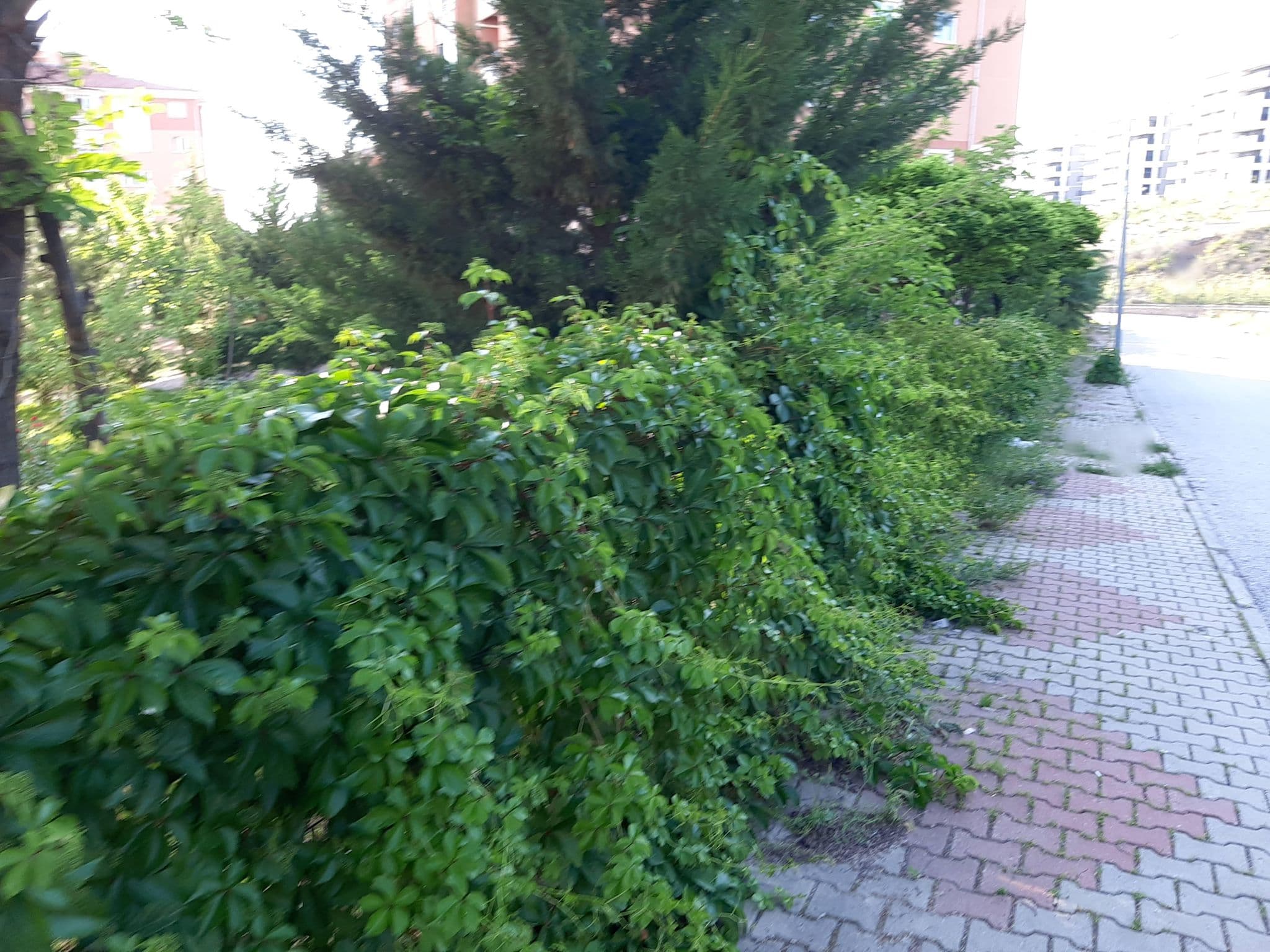 Street view near C-68, Gölbaşı — © BeronTheColossus (CC BY-SA · Mapillary)