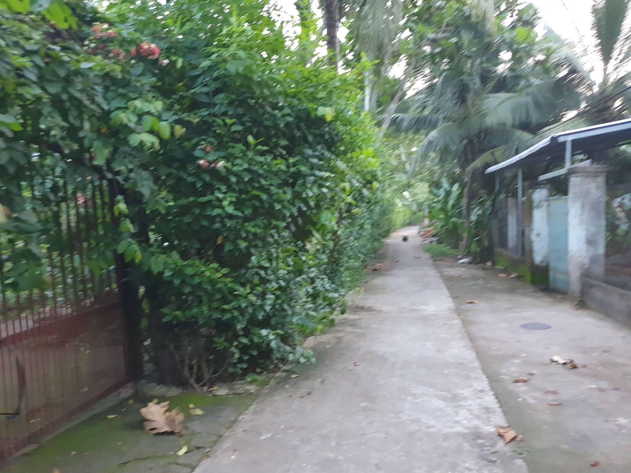 Street view near Ben Tre Farm Stay (Bungalows), Bến Tre — © vmg (CC BY-SA · Mapillary)