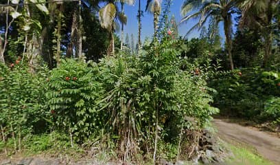 Welcome to the Jungle, Hotel in Orchidlands Estates