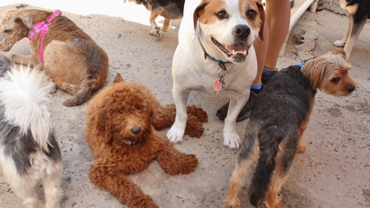 Hotel For Dogs, Hotel in Port Monmouth