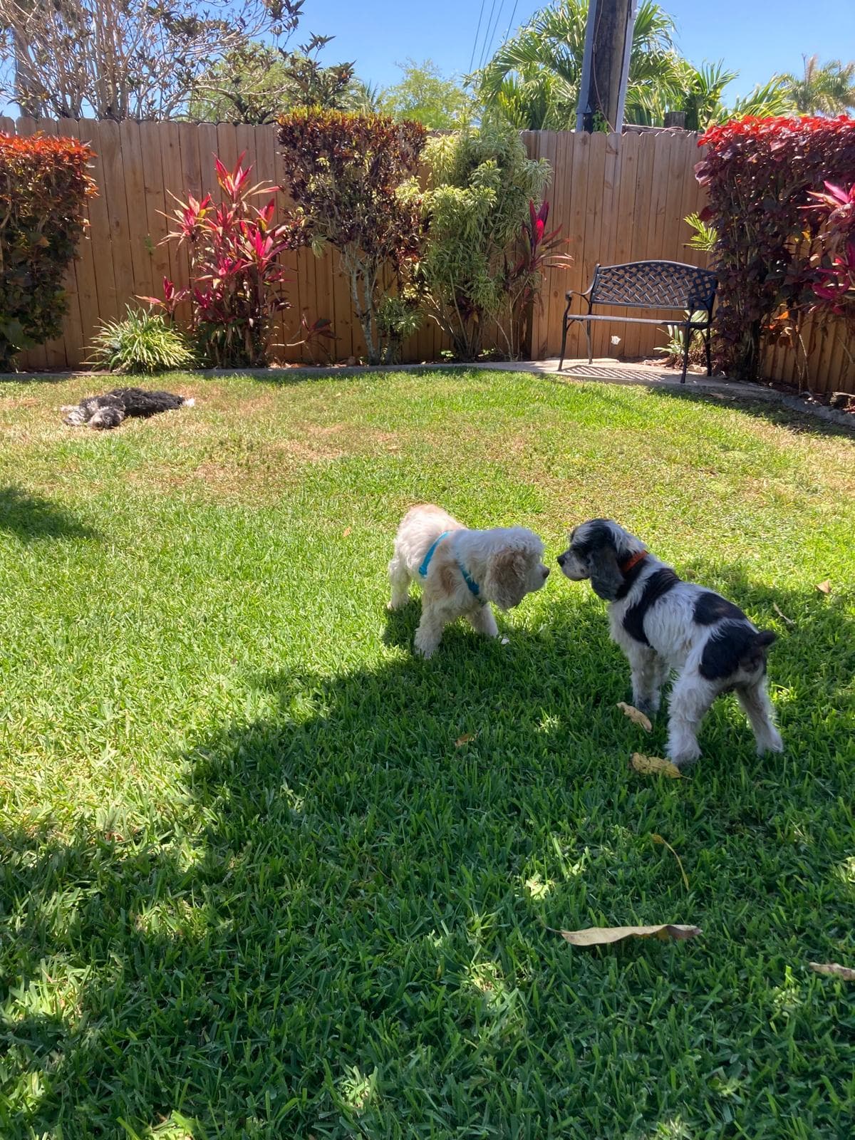 DOG BOARDING | PET SITTER | JR DOG HOTEL, Hotel in West Perrine