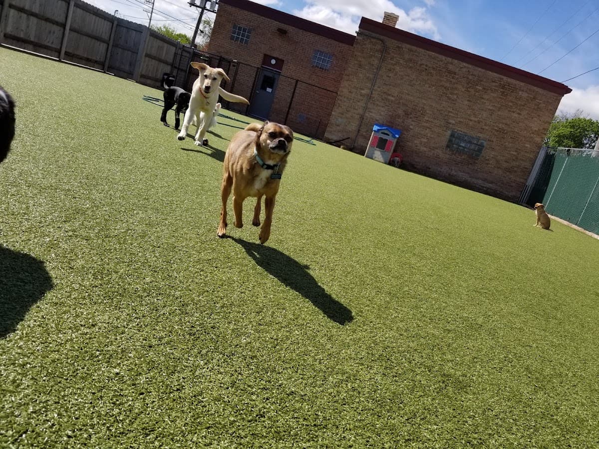 Lap of Luxury Pet Resort, Resort in Wheaton