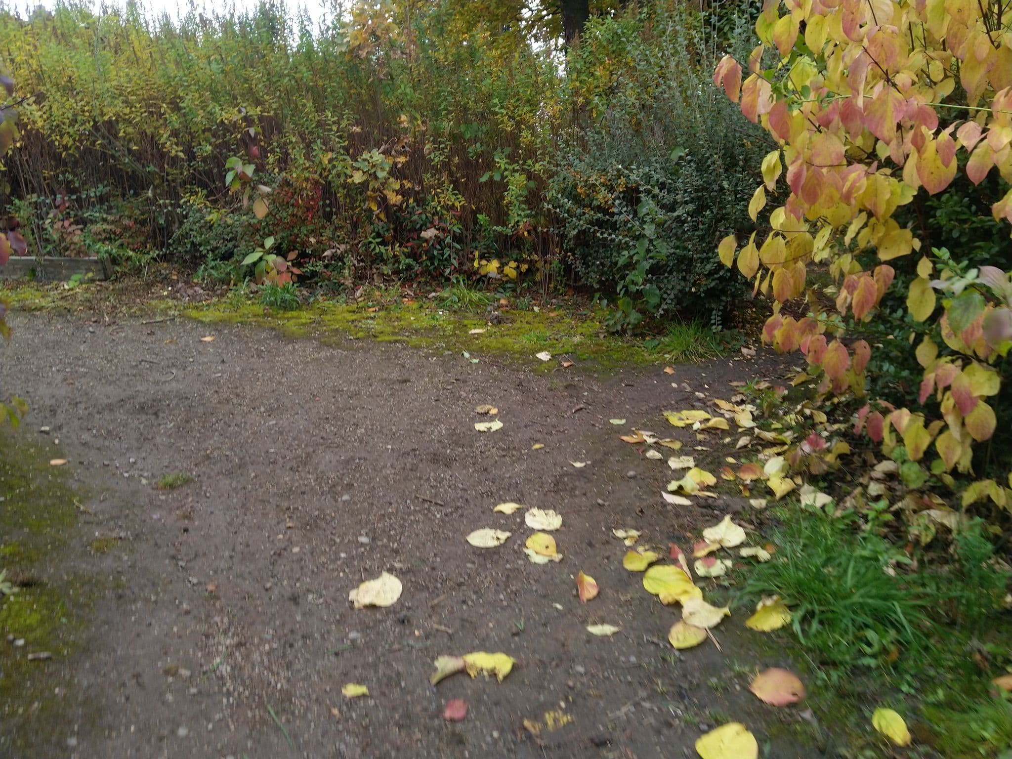 Street view near Wee Coffee Cabin - Muiravonside, Maddiston — © jambamkin (CC BY-SA · Mapillary)