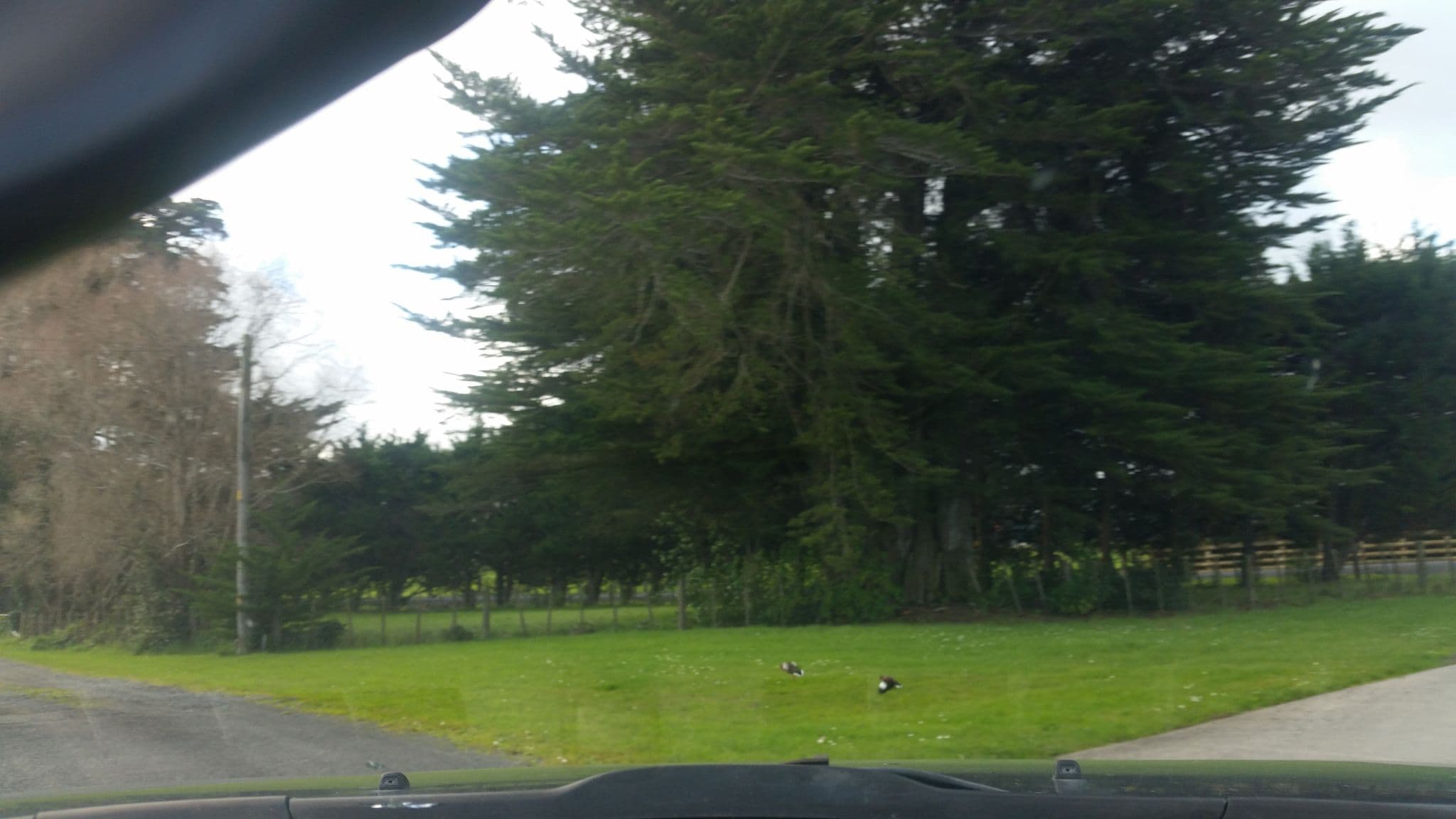 Street view near Kauri House Lodge, Dargaville — © dreadond (CC BY-SA · Mapillary)